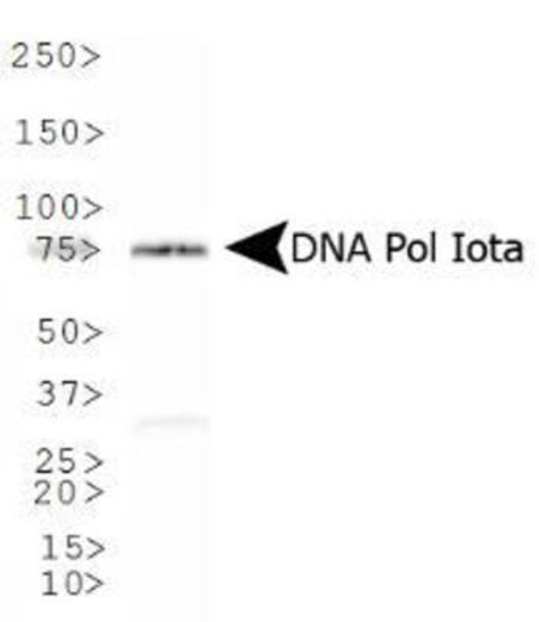 Western Blot: DNA Polymerase iota Antibody [NB100-175] - Western blot analysis of DNA Polymerase iota in NIH-3T3 whole cell lysate.