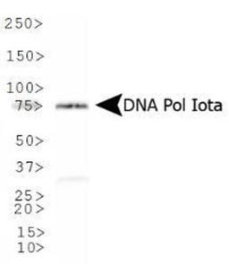 Western Blot: DNA Polymerase iota Antibody [NB100-175] - Western blot analysis of DNA Polymerase iota in NIH-3T3 whole cell lysate.