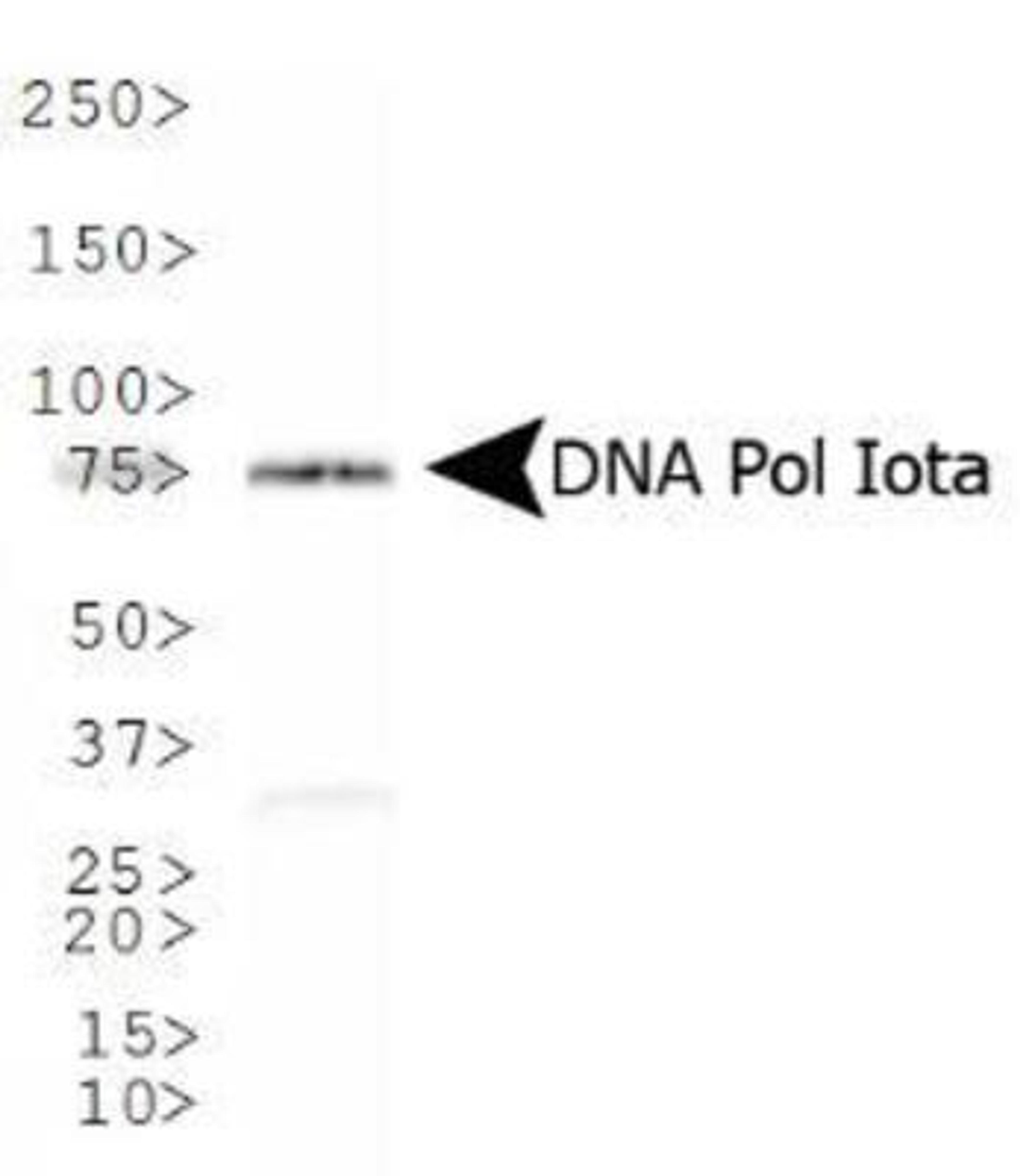 Western Blot: DNA Polymerase iota Antibody [NB100-175] - Western blot analysis of DNA Polymerase iota in NIH-3T3 whole cell lysate.