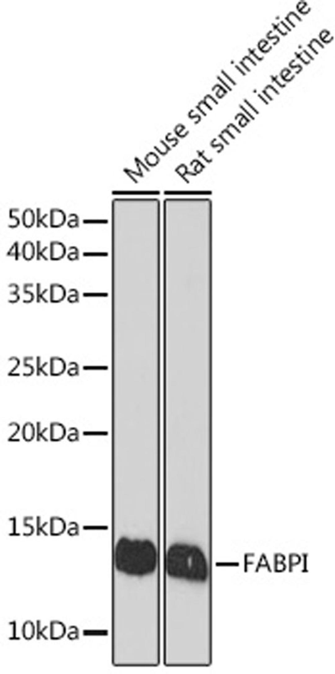 Western blot - FABPI Rabbit mAb (A8895)