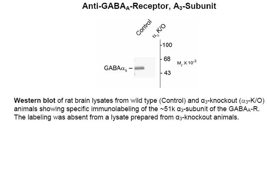 Western blot of rat brain lysates from wild type (Control) and alpha3-knockout (alpha3-K/O) animals showing specific immunolabeling of the ~51k alpha3-subunit of the GABAA receptor. The labeling was absent from a lysate prepared from alpha3-knockout anima