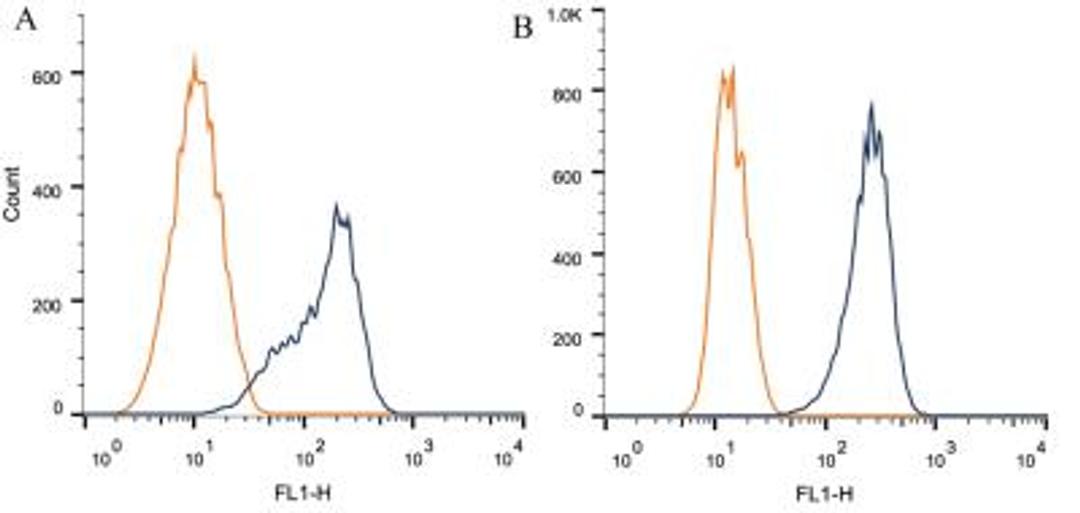 Flow Cytometry: AIP/ARA9 Antibody (35-2) [NB100-127] - Intracellular flow cytometric staining of 1 x 10^6 CHO (A) and MCF-7 (B) cells using AIP/ARA9 antibody (dark blue). Isotype control shown in orange. An antibody concentration of 1 ug/1x10^6 cells was used.