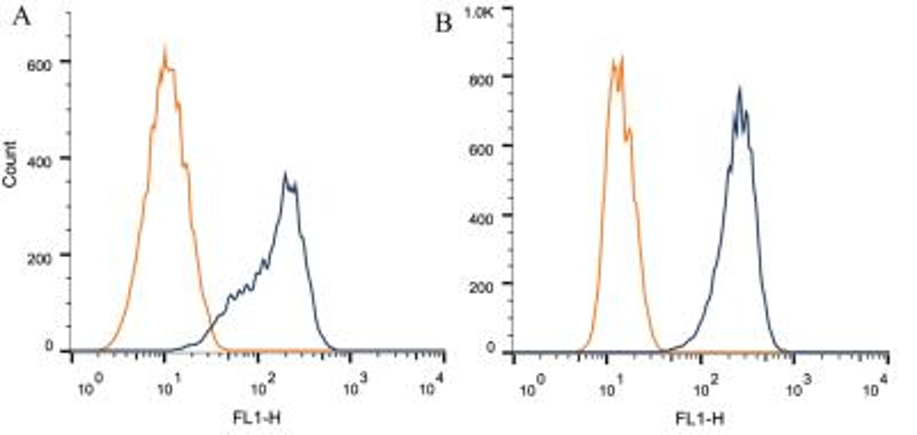 Flow Cytometry: AIP/ARA9 Antibody (35-2) [NB100-127] - Intracellular flow cytometric staining of 1 x 10^6 CHO (A) and MCF-7 (B) cells using AIP/ARA9 antibody (dark blue). Isotype control shown in orange. An antibody concentration of 1 ug/1x10^6 cells was used.