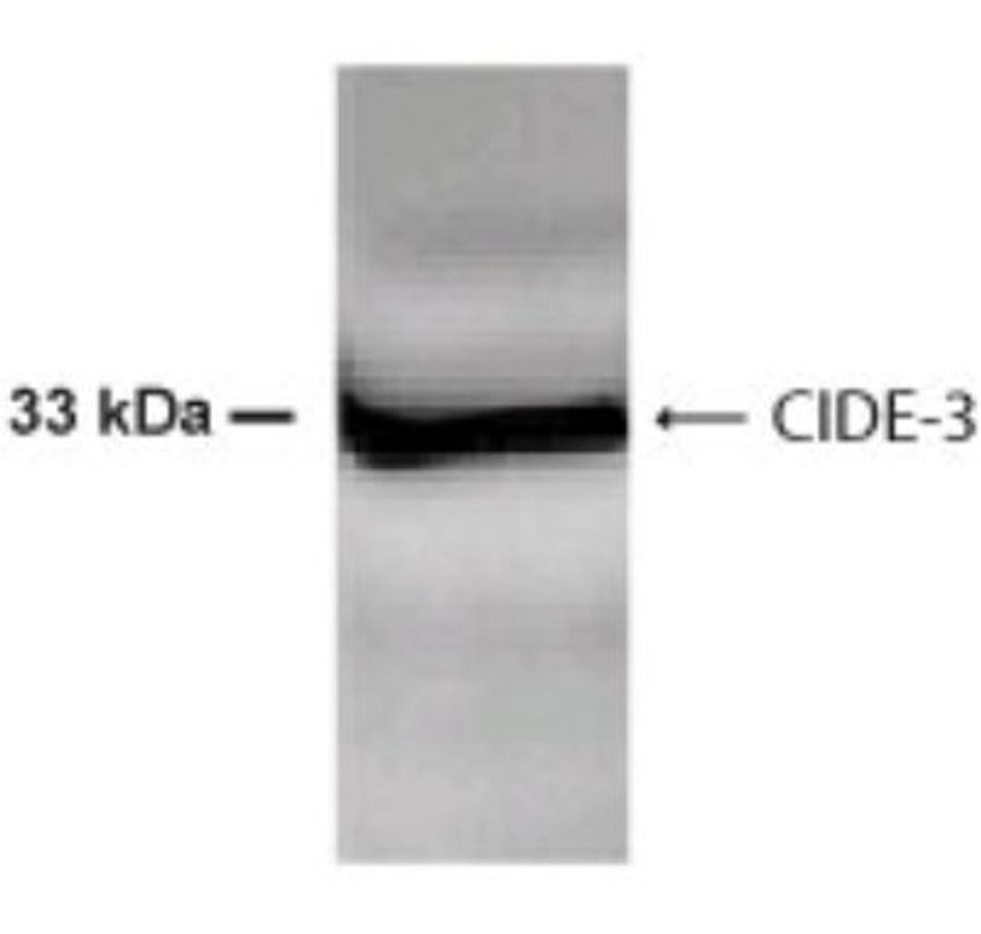 Western Blot: CIDEC Antibody [NB100-430] - Analysis of CIDEC using NB100-430 at 1:1000 dilution on 30ug HepG2 cell lysate.