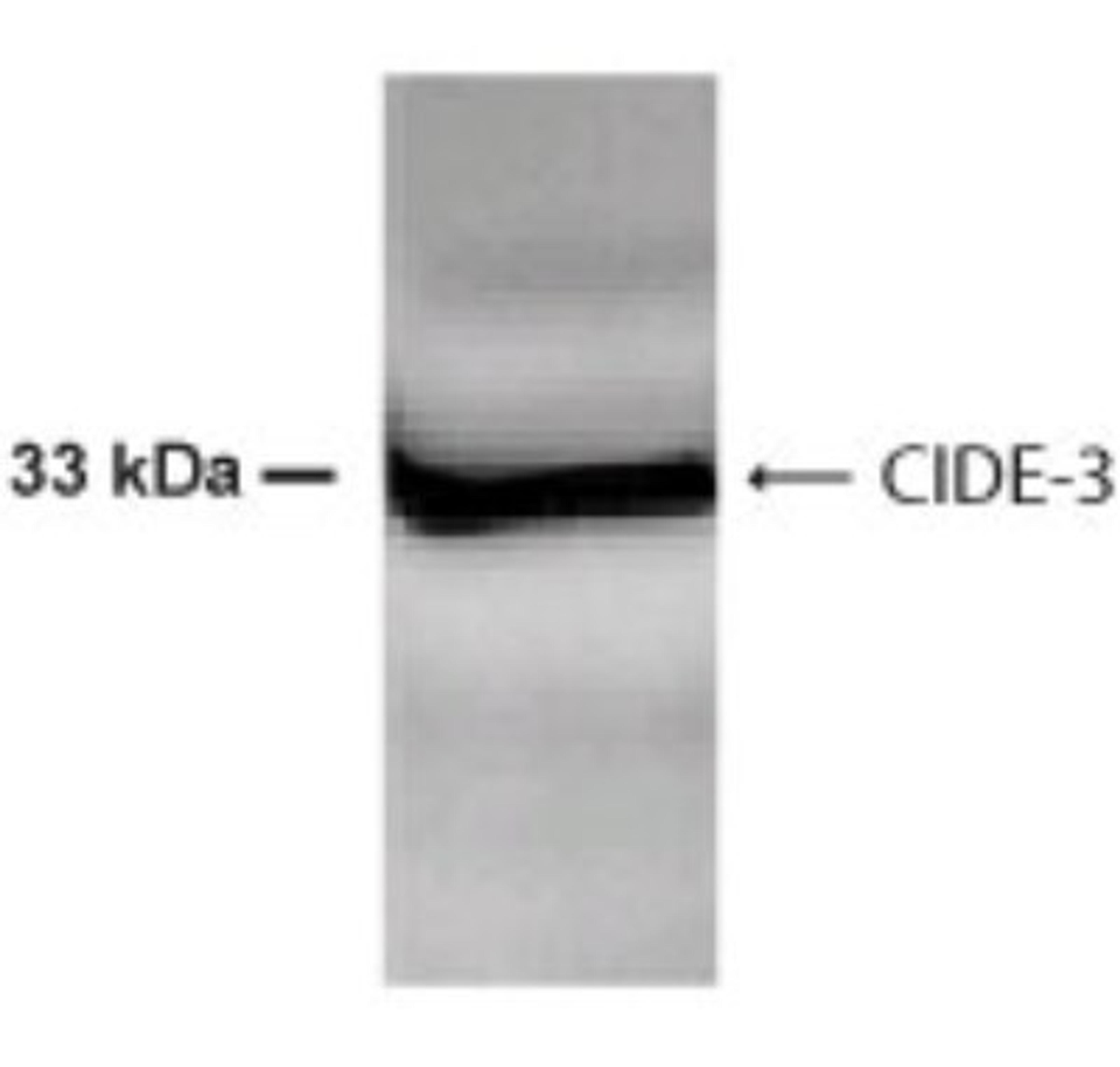 Western Blot: CIDEC Antibody [NB100-430] - Analysis of CIDEC using NB100-430 at 1:1000 dilution on 30ug HepG2 cell lysate.