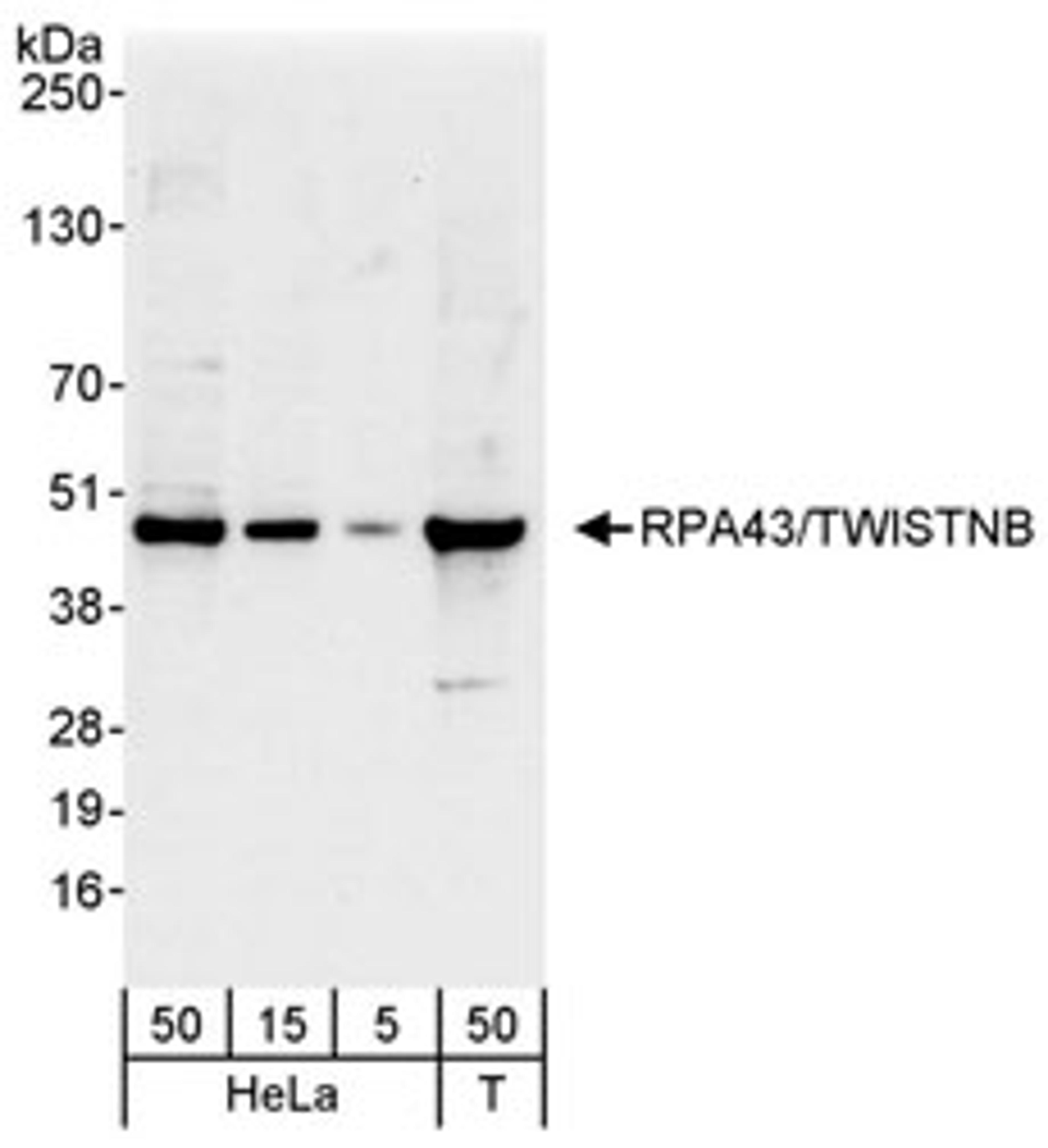 Detection of human RPA43/TWISTNB by western blot.