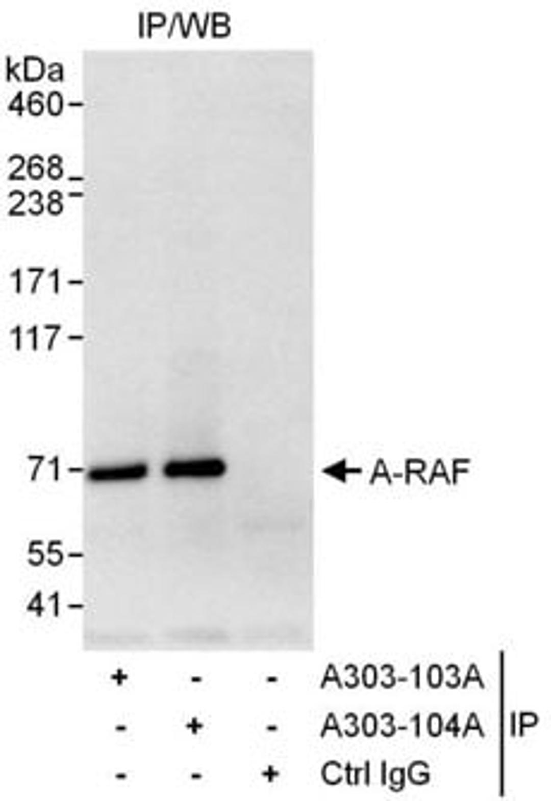 Detection of human A-RAF by western blot of immunoprecipitates.