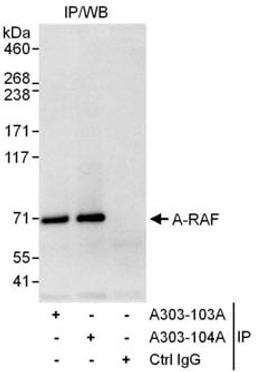 Detection of human A-RAF by western blot of immunoprecipitates.