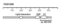 The immunogen is recombinant mouse perforin amino acids 98-534. The antibody recognizes an epitope within aa 402-534. Schematic structure of mouse perforin (recombinant, aa. 98-534) as seen in this image.