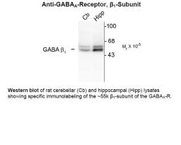 Western blot of rat cerebellar (Cb) and hippocampal (Hipp) lysates showing specific immunolabeling of the ~55k beta1-subunit of the GABAA receptor.