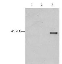 Western blot analysis of Human ING5 present in HeLa cell nuclear extracts using p28 ING5 antibody