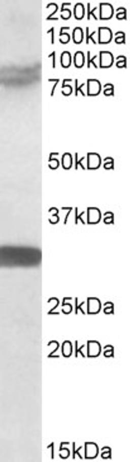 46-519 (0.5ug/ml) staining of Rat Brain lysate (35ug protein in RIPA buffer). Primary incubation was 1 hour. Detected by chemiluminescence.