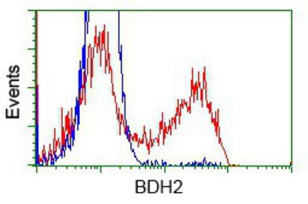 Flow Cytometry: BDH2 Antibody (2G1) [NBP2-02651] - HEK293T cells transfected with either overexpression plasmid (Red) or empty vector control plasmid (Blue) were immunostained by anti-BDH2 antibody, and then analyzed by flow cytometry.