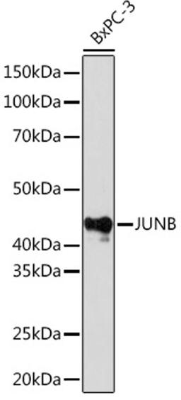 Western blot - JUNB Rabbit mAb (A4848)