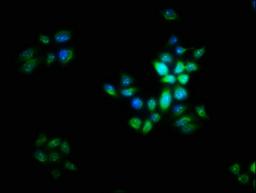 Immunofluorescence staining of PC-3 cells with CSB-PA822702LA01HU at 1:16, counter-stained with DAPI. The cells were fixed in 4% formaldehyde, permeabilized using 0.2% Triton X-100 and blocked in 10% normal Goat Serum. The cells were then incubated with the antibody overnight at 4&deg;C. The secondary antibody was Alexa Fluor 488-congugated AffiniPure Goat Anti-Rabbit IgG(H+L).