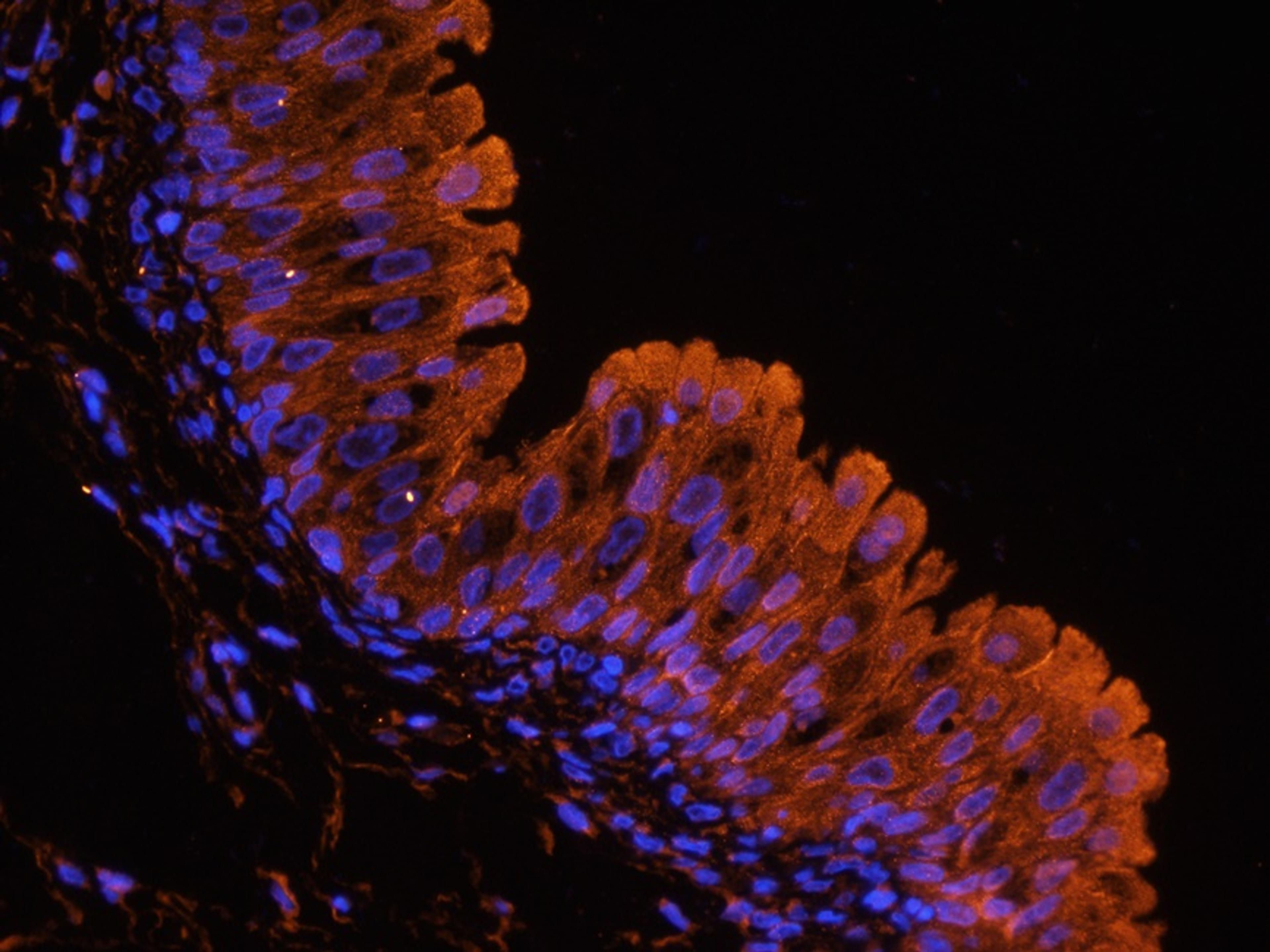 Immunofluorescence image of guinea pig bladder tissue using UGT1A1 antibody (2.5 ug/ml)