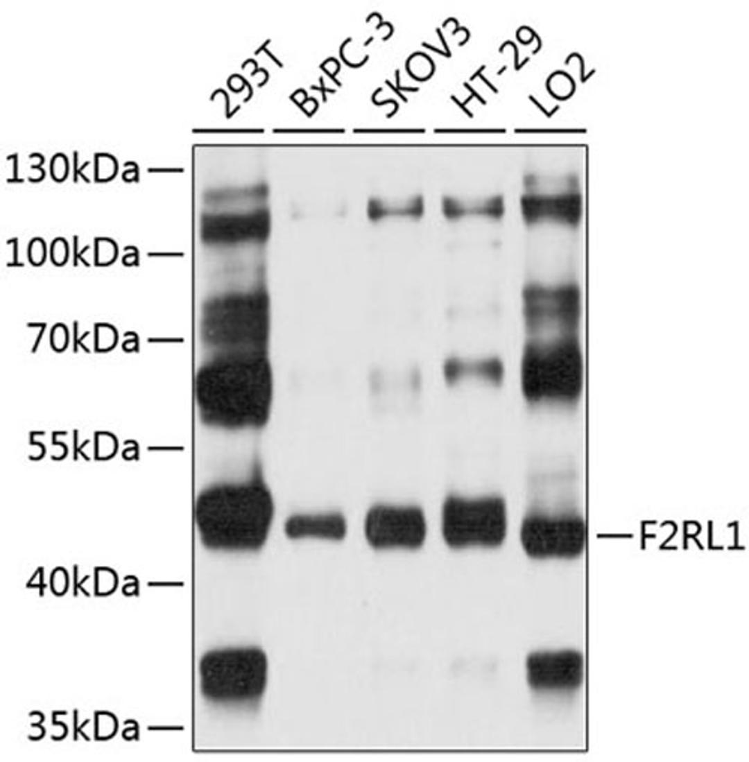 Western blot - F2RL1 antibody (A8796)