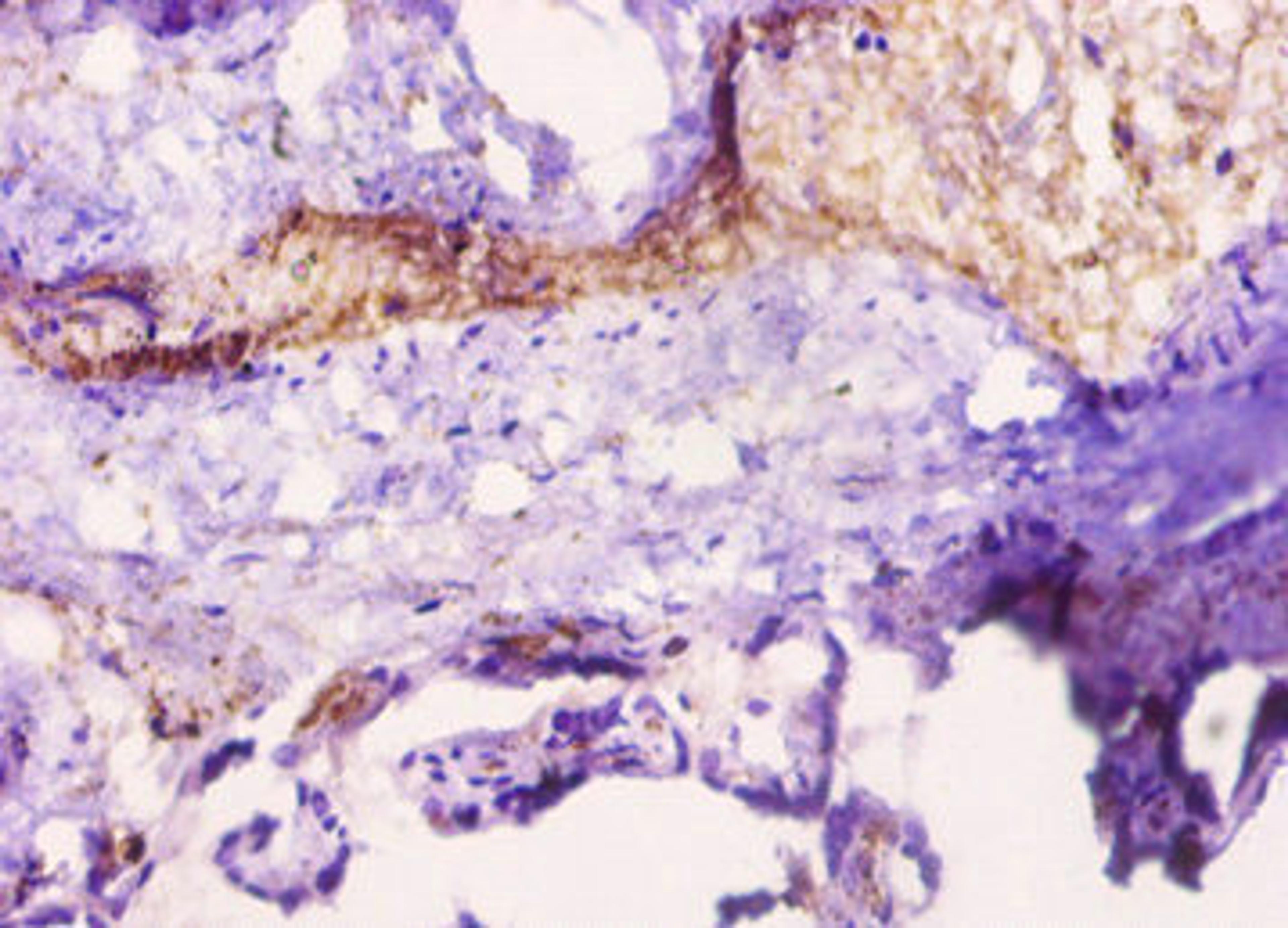 Immunohistochemistry of paraffin-embedded human placenta tissue using CSB-PA06799A0Rb at dilution of 1:10