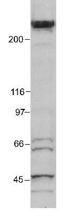 Western Blot: KAT3B/p300 Antibody (RW105) [NB100-616] - p300 detected in a HeLa nuclear extract using NB 100-616 (1:250).  ECL: 20 minute exposure.