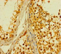 Immunohistochemistry of paraffin-embedded human testis tissue using CSB-PA836649LA01HU at dilution of 1:100