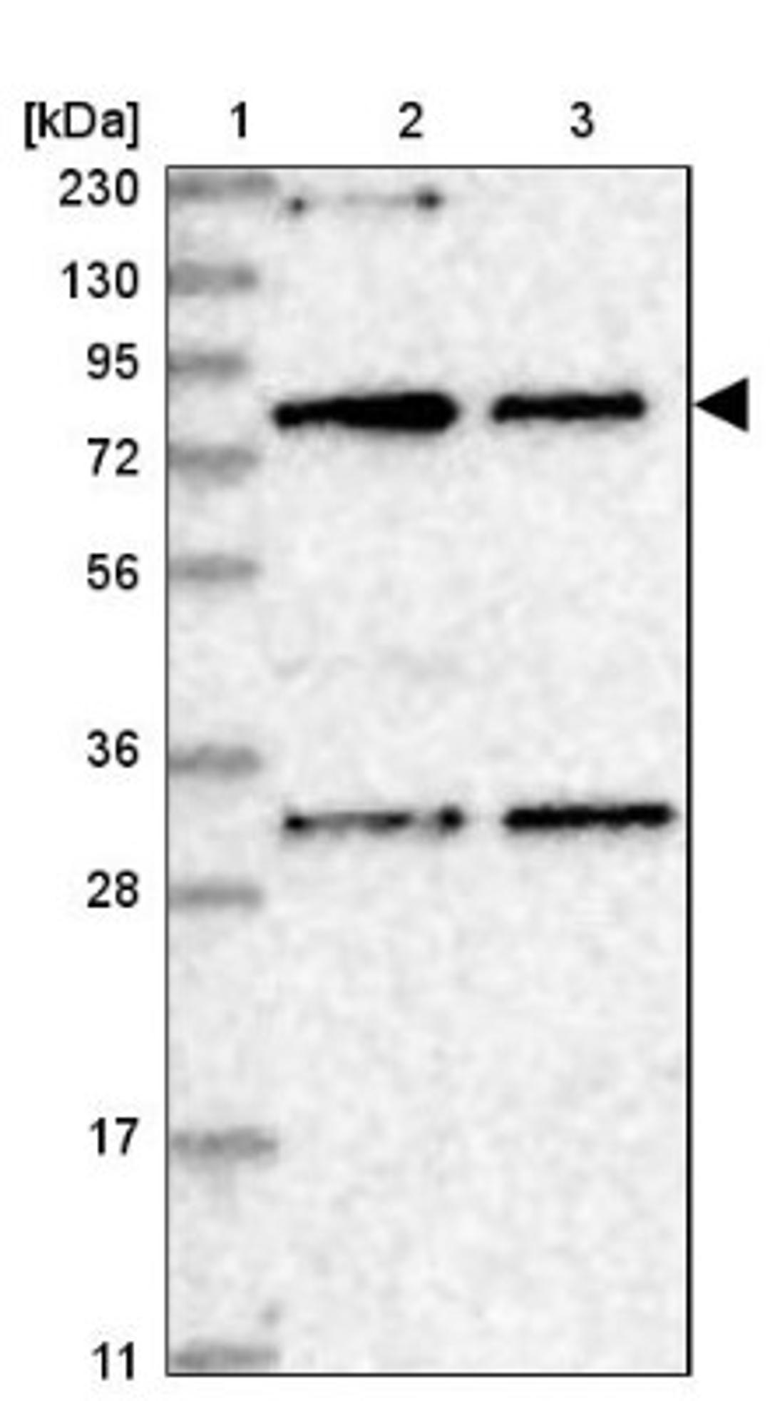 Western Blot: NOA1 Antibody [NBP1-81772] - Lane 1: Marker [kDa] 230, 130, 95, 72, 56, 36, 28, 17, 11<br/>Lane 2: Human cell line RT-4<br/>Lane 3: Human cell line U-251MG sp