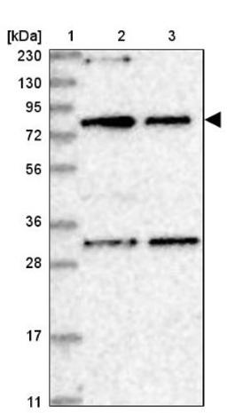 Western Blot: NOA1 Antibody [NBP1-81772] - Lane 1: Marker [kDa] 230, 130, 95, 72, 56, 36, 28, 17, 11<br/>Lane 2: Human cell line RT-4<br/>Lane 3: Human cell line U-251MG sp