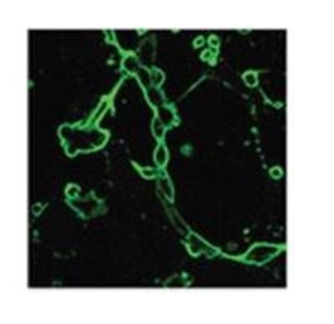 Immunocytochemistry/Immunofluorescence: Avian Flu HA protein Antibody [NB100-56608] - Staining of influenza-infected MDCK cells using this antibody at 1:10 dilution.  Image Courtesy of Catherine Thompson, The University of Reading