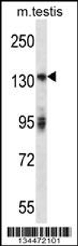 Western blot analysis in mouse testis tissue lysates (35ug/lane).