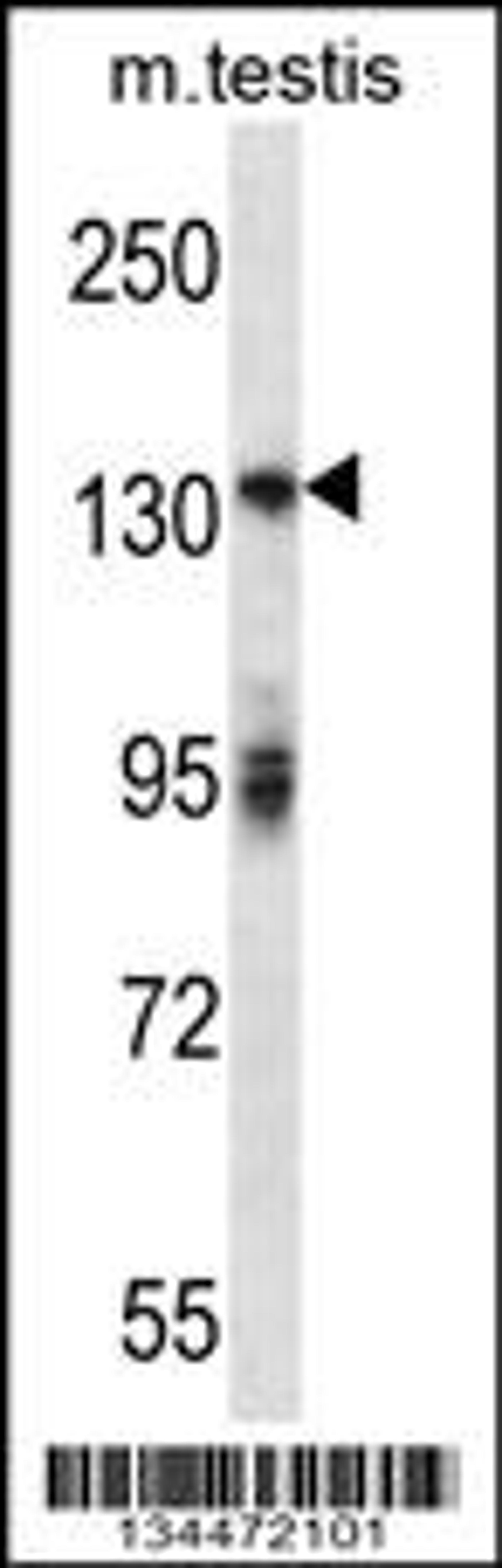 Western blot analysis in mouse testis tissue lysates (35ug/lane).