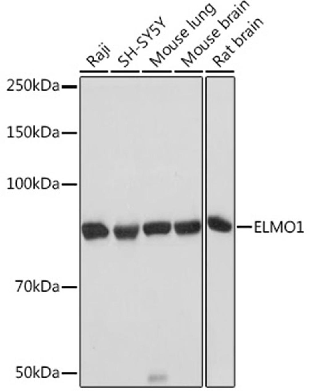 Western blot - ELMO1 Rabbit mAb (A5169)