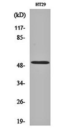 Western blot analysis of HT29 cell lysates using HNF-4 alpha antibody