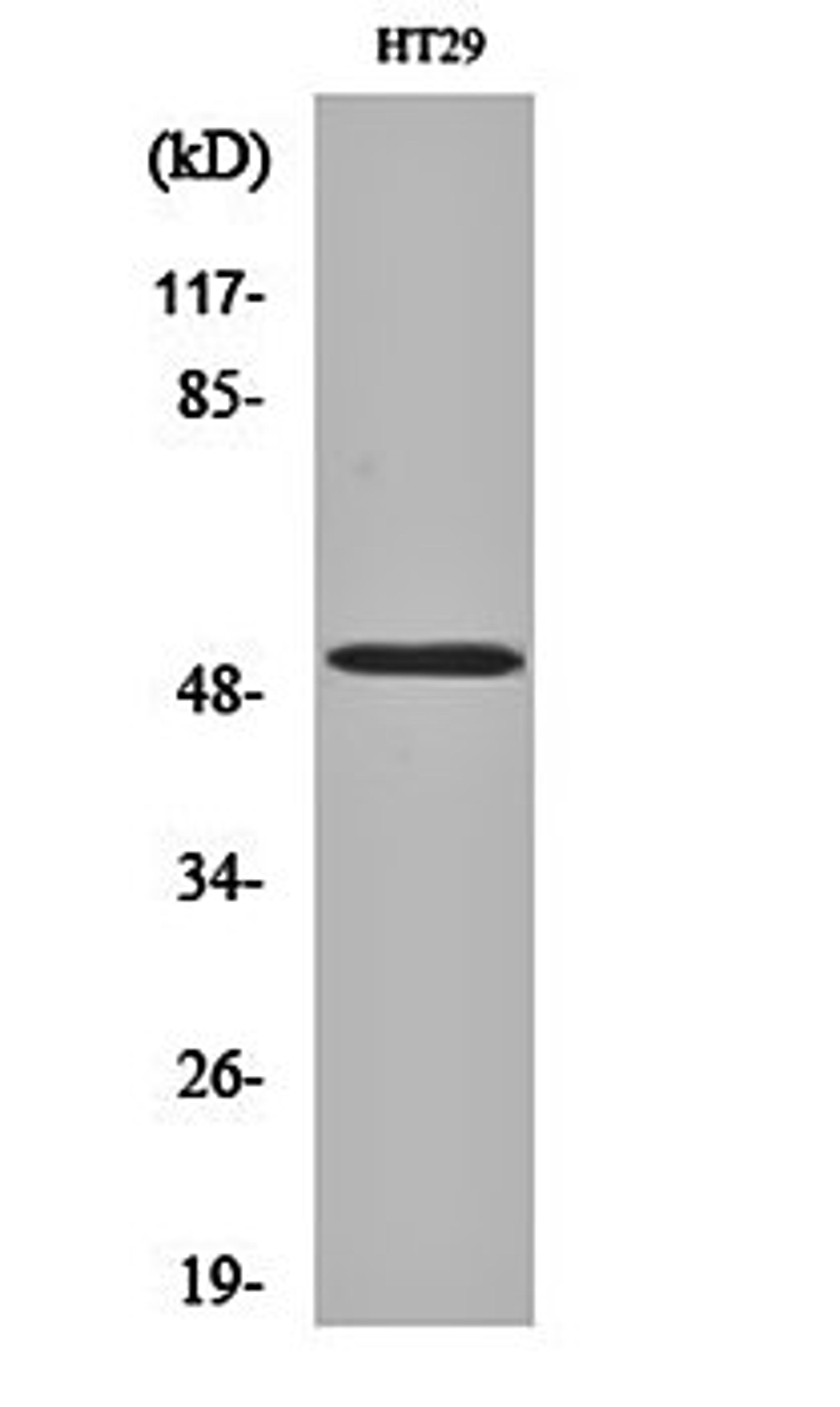 Western blot analysis of HT29 cell lysates using HNF-4 alpha antibody