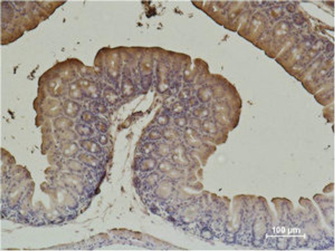 Immunohistochemical analysis of paraffin-embedded Mouse Cecal Tissue using α-SMA Monoclonal Antibody.