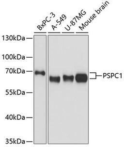 Western blot - PSPC1 antibody (A9209)