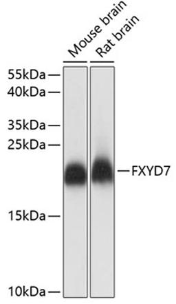 Western blot - FXYD7 antibody (A14895)