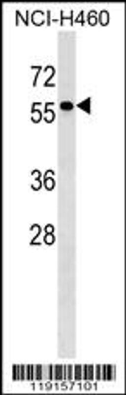 Western blot analysis in NCI-H460 cell line lysates (35ug/lane).