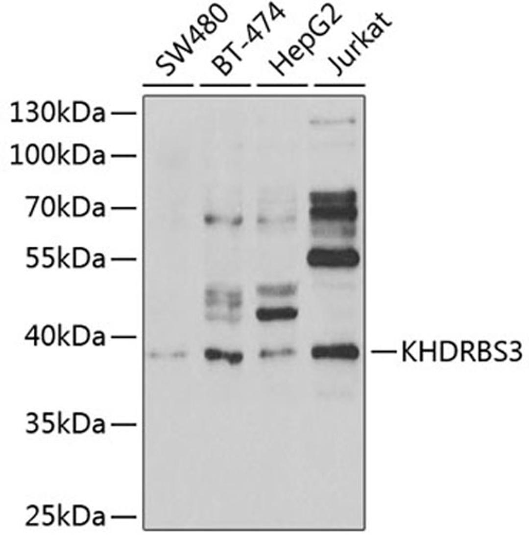 Western blot - KHDRBS3 antibody (A6637)