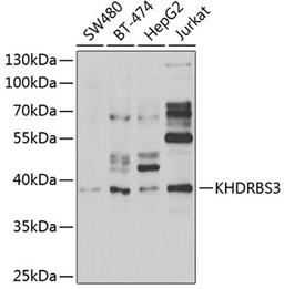 Western blot - KHDRBS3 antibody (A6637)