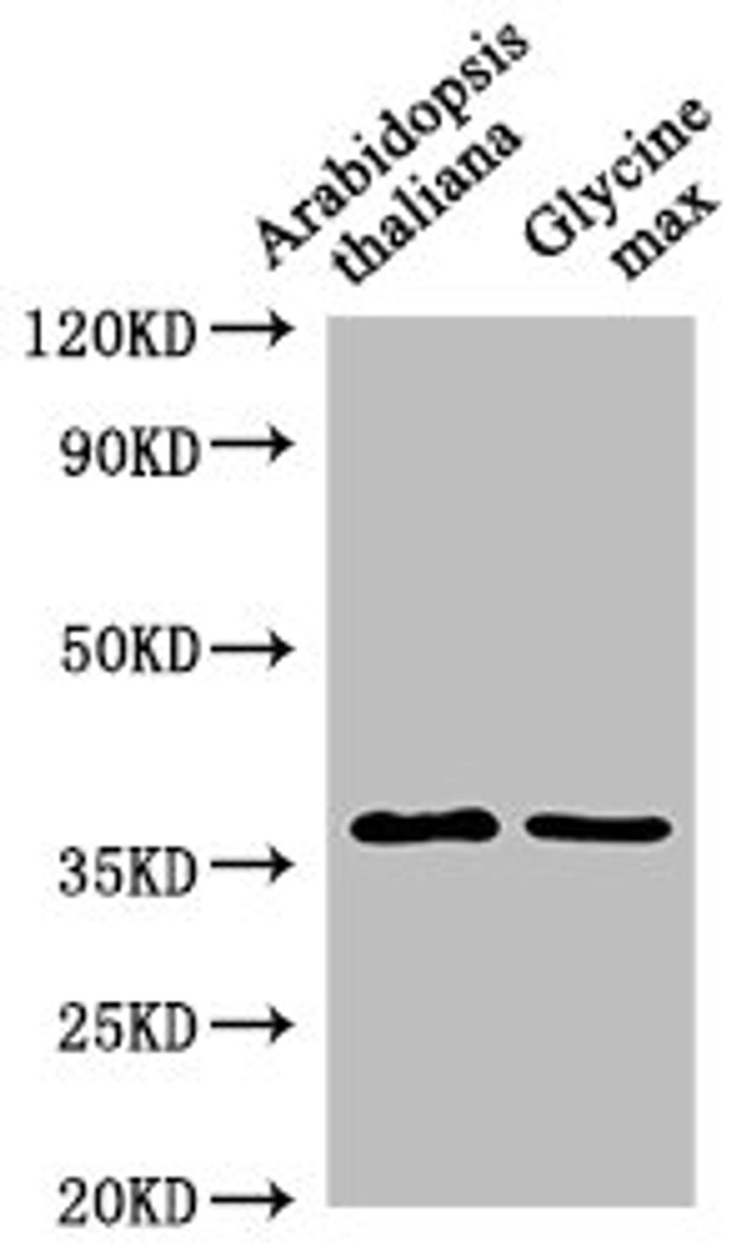 Western Blot. Positive WB detected in: Arabidopsis thaliana leaf tissue, Glycine max leaf tissue. All lanes: BG2 antibody at 1:1000. Secondary. Goat polyclonal to rabbit IgG at 1/50000 dilution. Predicted band size: 38 kDa. Observed band size: 38 kDa. 