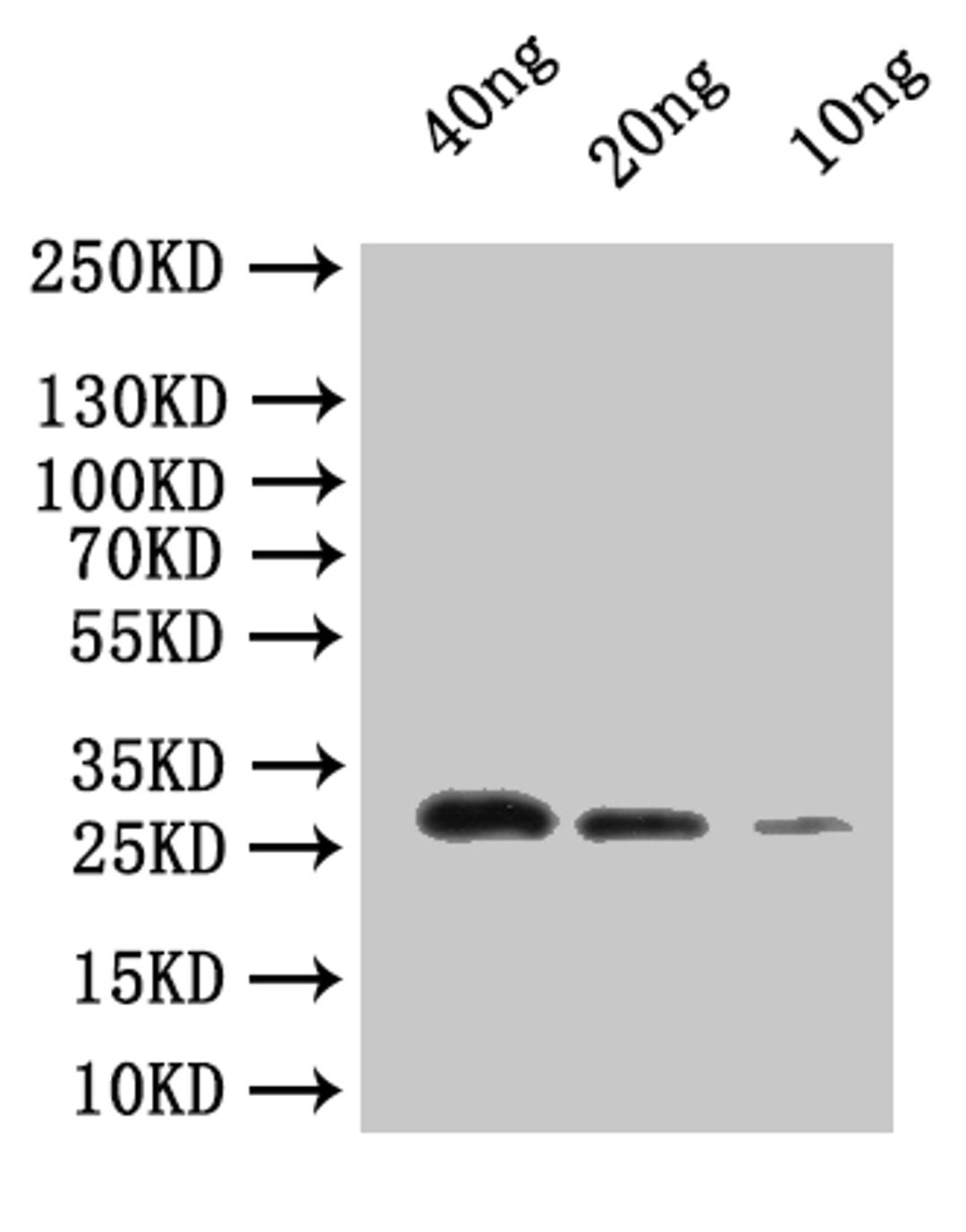 Western Blot. Positive WB detected in: recombinant protein. All lanes:dnaQ Antibody at 1:1000. Secondary. Goat polyclonal to rabbit IgG at 1/50000 dilution. Predicted band size: 29.4 kDa. Observed band size: 30 kDa. 