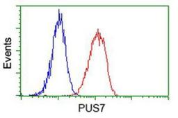 Flow Cytometry: PUS7 Antibody (5F12) [NBP2-03112] - Analysis of Hela cells, using anti-PUS7 antibody, (Red), compared to a nonspecific negative control antibody (Blue).