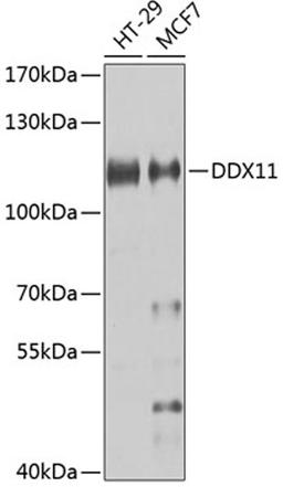 Western blot - DDX11 antibody (A7666)