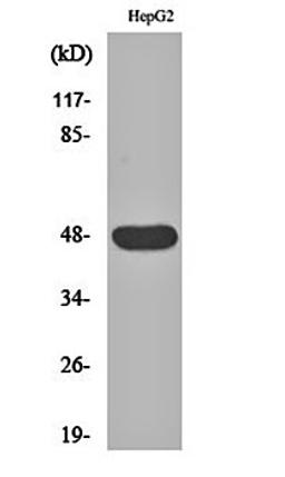 Western blot analysis of HepG2 cell lysates using IGSF4D antibody