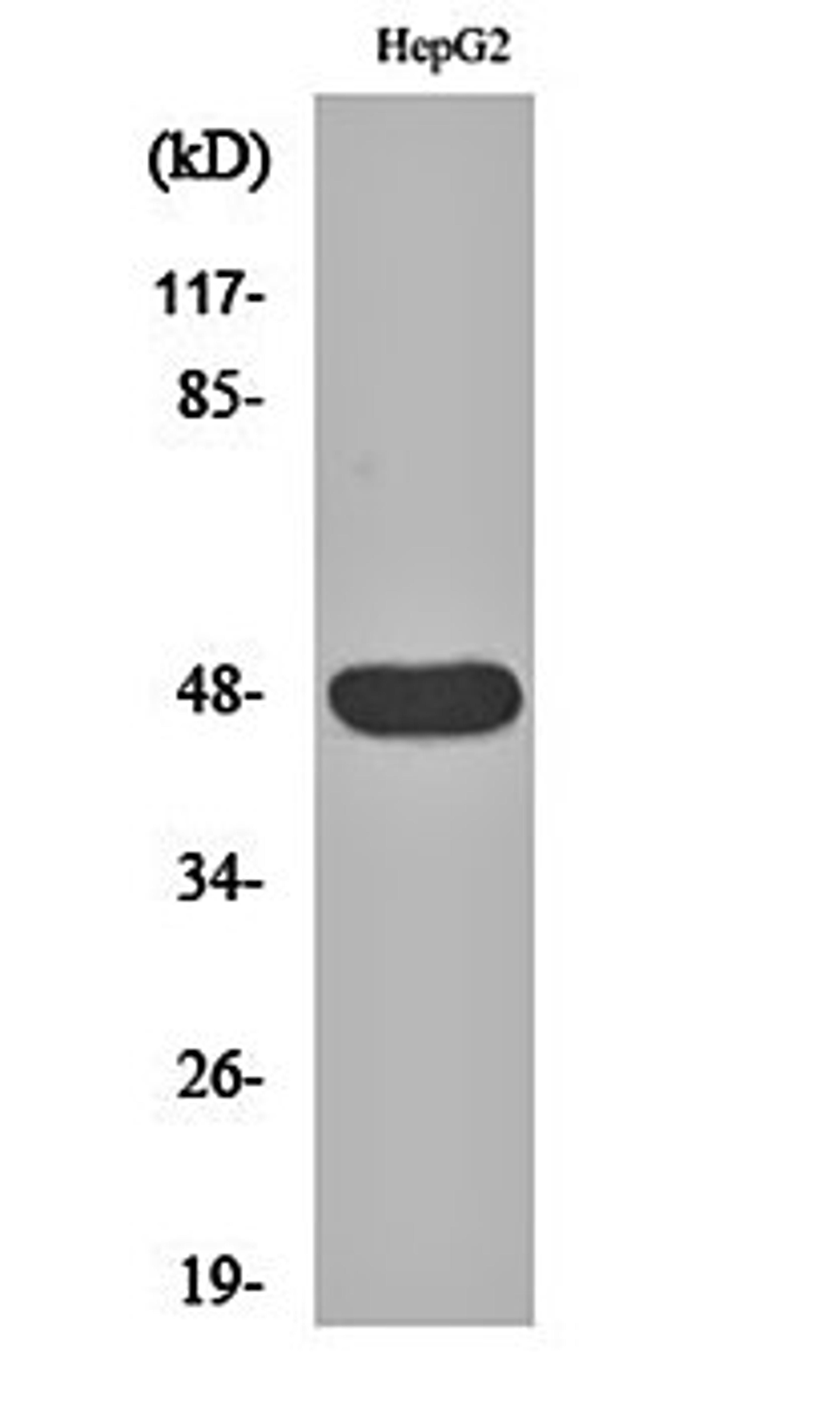 Western blot analysis of HepG2 cell lysates using IGSF4D antibody