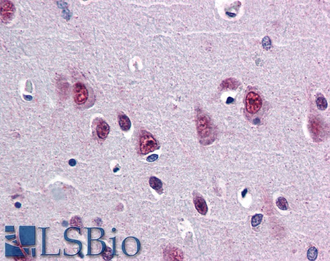 46-390 (5ug/ml) staining of paraffin embedded Human Cortex. Steamed antigen retrieval with citrate buffer pH 6, AP-staining.