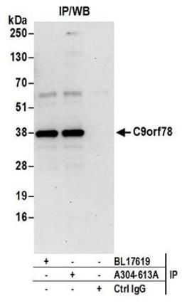 Detection of human C9orf78 by western blot of immunoprecipitates.