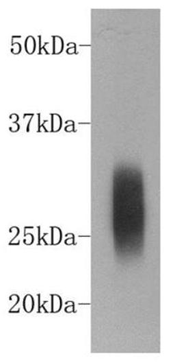 Western blot analysis of rabbit serum using IgG kappa light chain antibody (HRP)