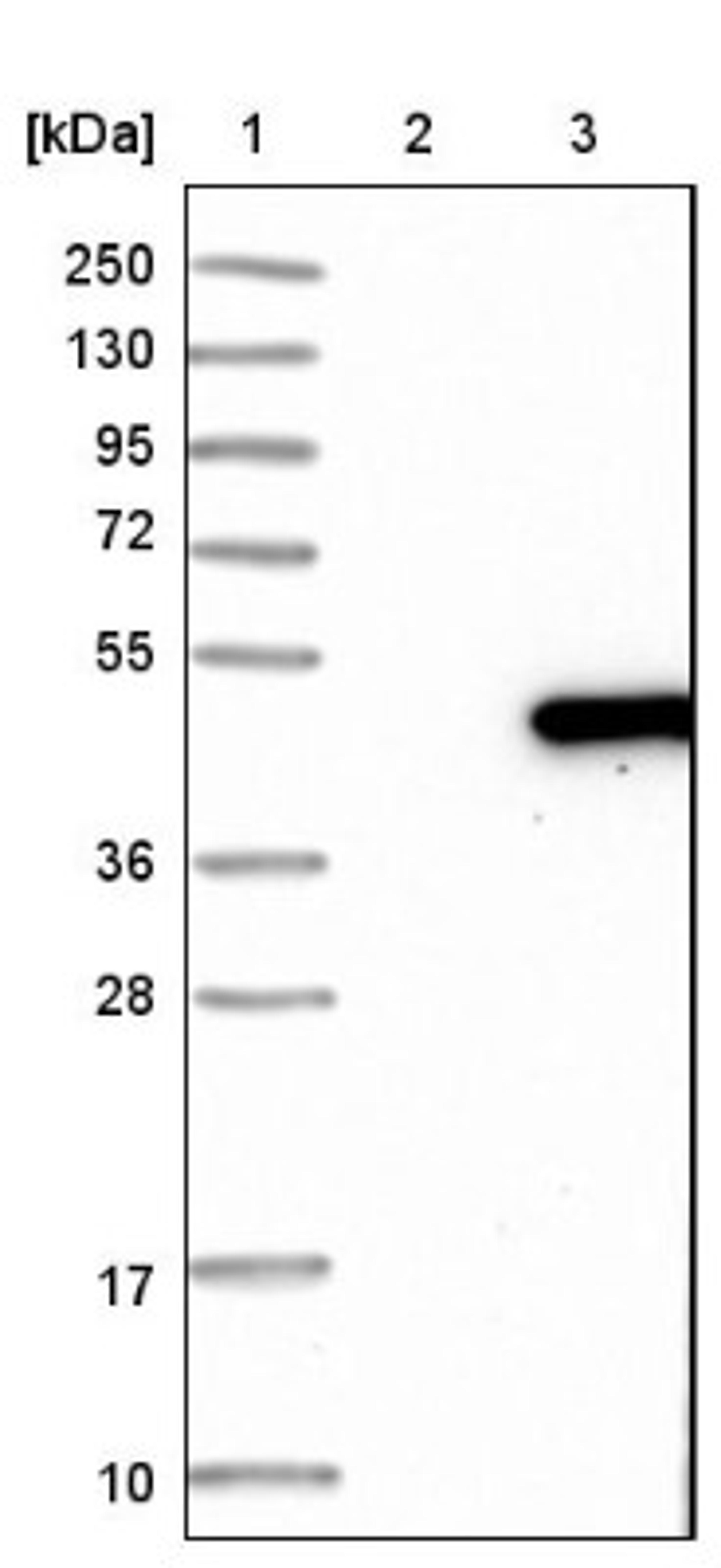 Western Blot: DNAJB6 Antibody [NBP1-82624] - Lane 1: Marker [kDa] 250, 130, 95, 72, 55, 36, 28, 17, 10<br/>Lane 2: Negative control (vector only transfected HEK293T lysate)<br/>Lane 3: Over-expression lysate (Co-expressed with a C-terminal myc-DDK tag (~3.1 kDa) in mammalian HEK293T cells, LY409211)