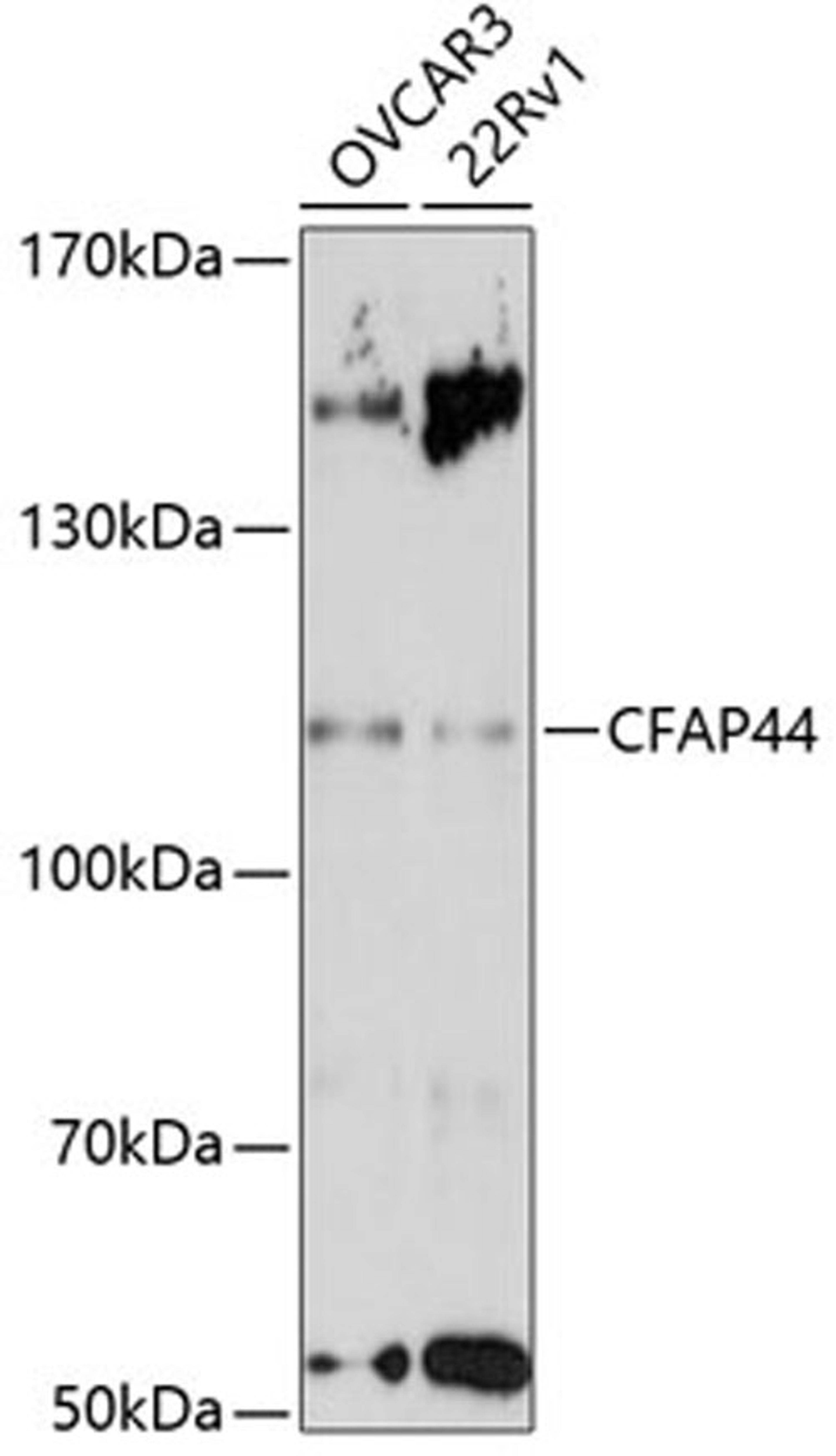 Western blot - CFAP44 antibody (A14539)