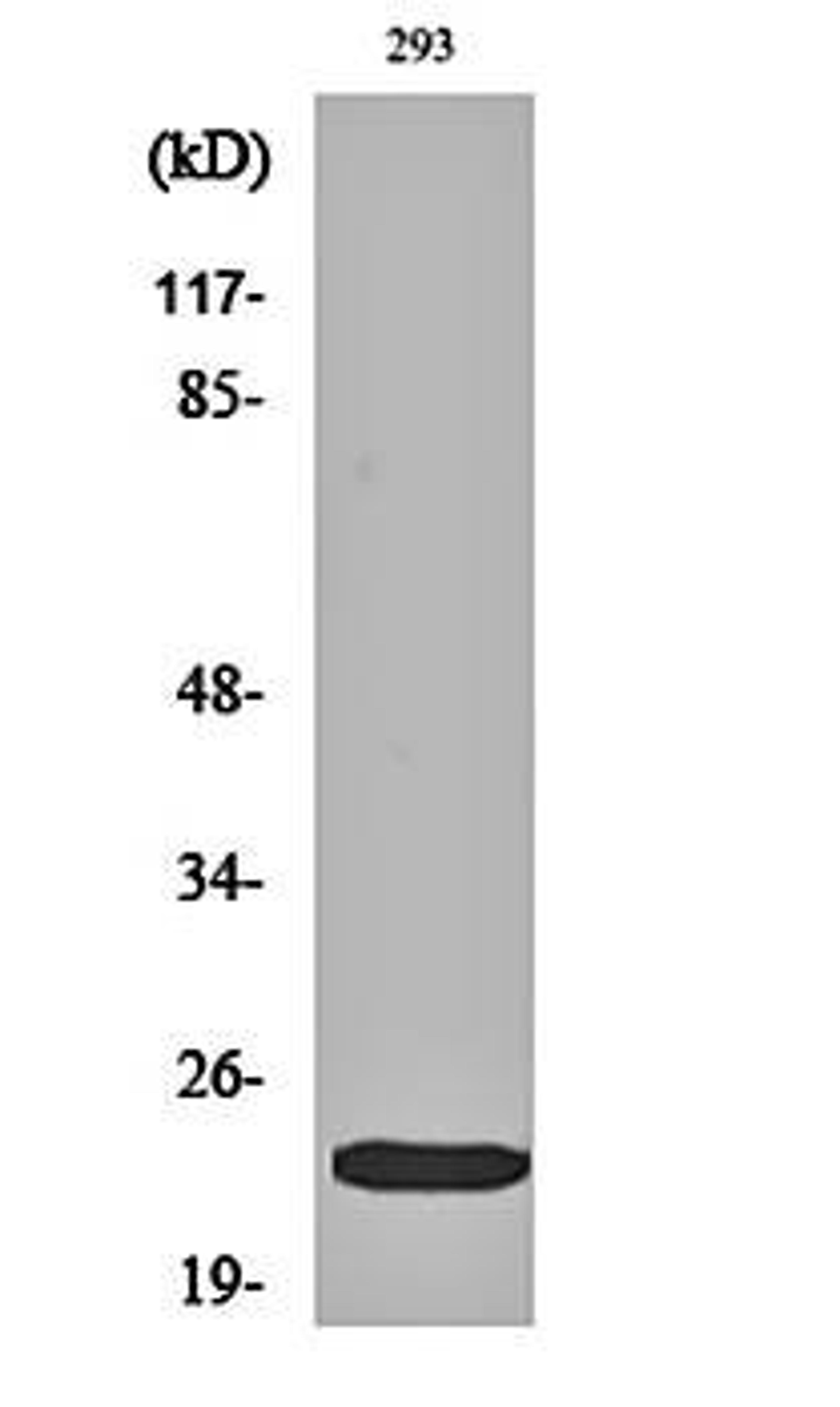 Western blot analysis of 293 cell lysates using eIF4E (phospho-S209) antibody